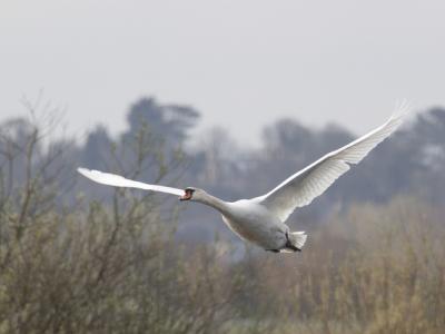 Mute swan in flight