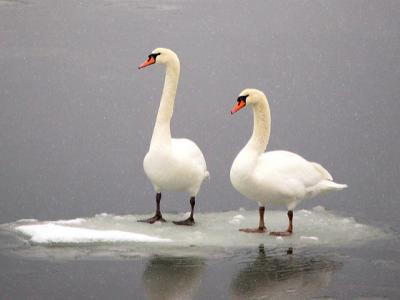 Mute swans