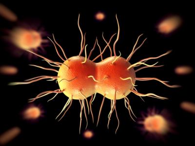 Neisseria gonorrhoeae