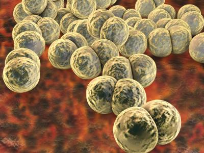 Neisseria gonorrhoeae