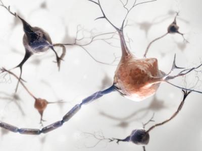 Neurons