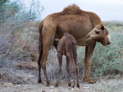 Nursing baby camel
