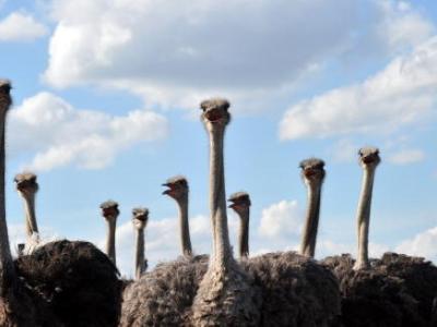 Ostriches