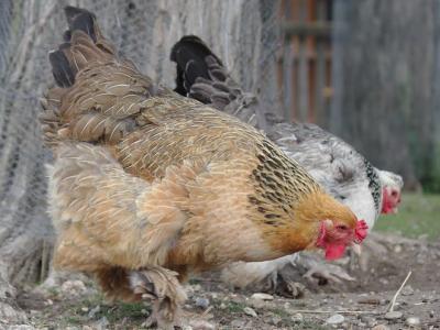 Two backyard chickens