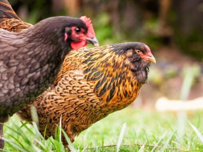 Pair of chickens in grass