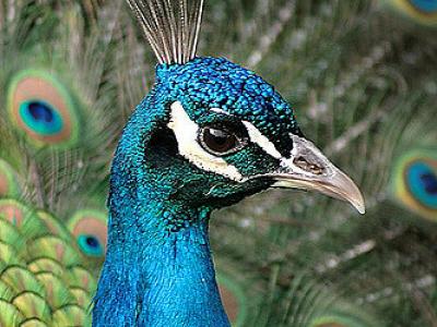 peacock closeup