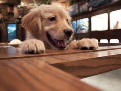 Pet store puppy