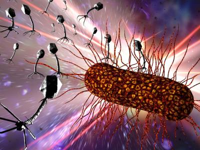 Phages attacking bacterium
