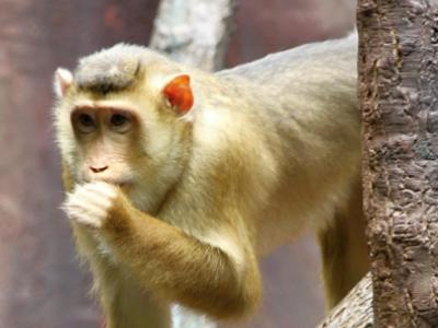Pig-tailed macaque