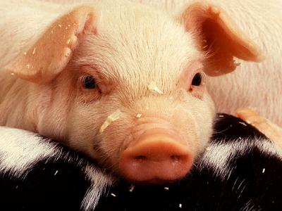Pig