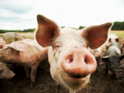 Pig closeup