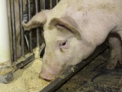 Pig feeding