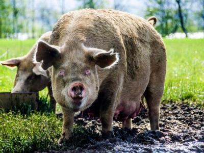 Pigs in mud