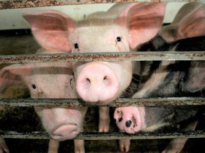 Pigs in pen