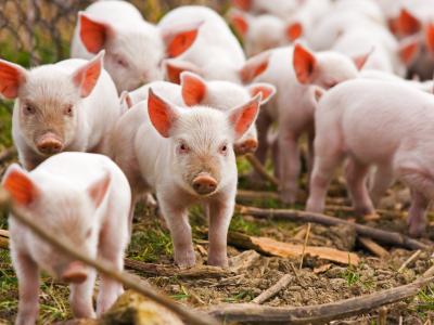 Piglets