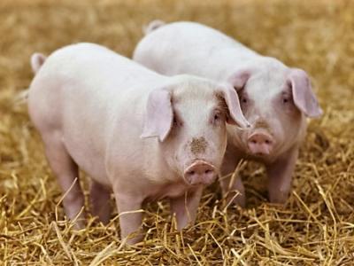 Piglets on hay