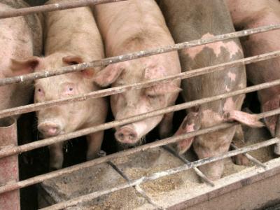 Pigs at trough