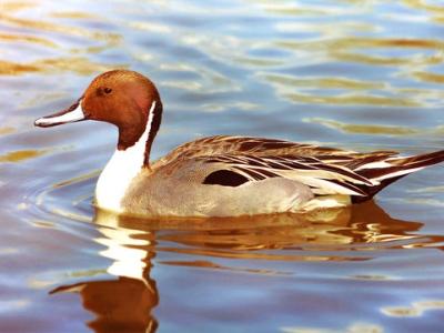 Pintail duck