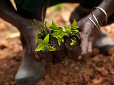 Planting seedlings in Africa