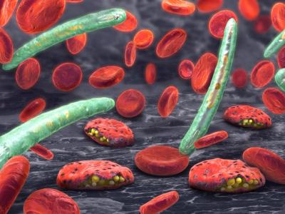 Plasmodium in bloodstream