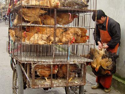 Poultry on a bike trailer