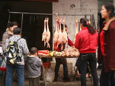 China poultry market