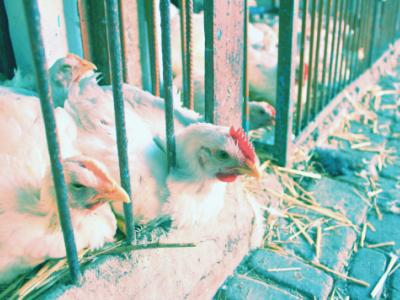 Poultry market