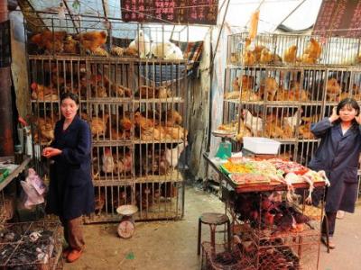 Poultry market