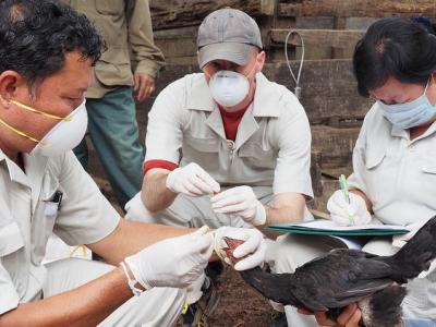 Poultry swabbing in Laos