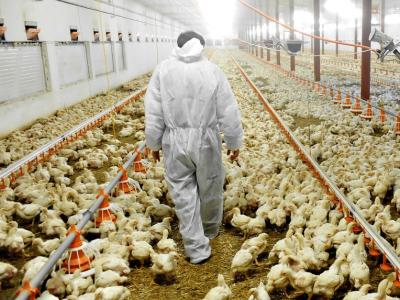 Poultry worker in barn