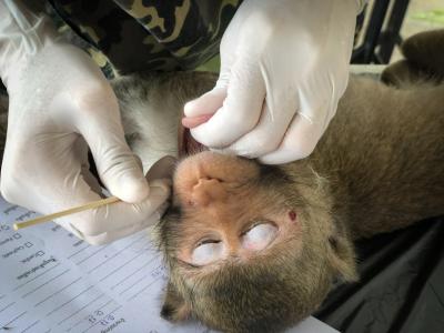 primate inoculation