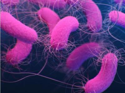 Pseudomonas aeruginosa bacteria