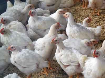 Chicken flock