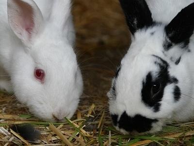 Rabbits