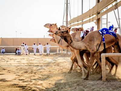 Camels at a racetrack