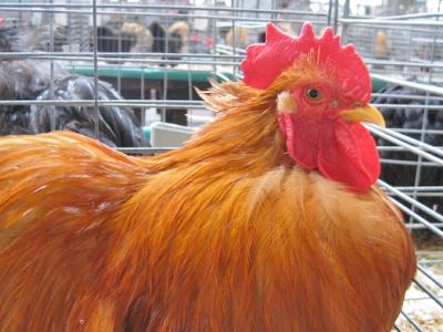 Rooster at fair