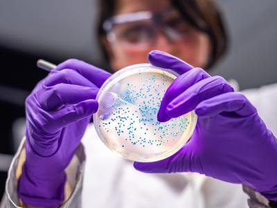 Researcher with petri dish culture
