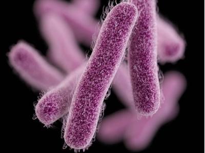 Drug-resistant Shigella