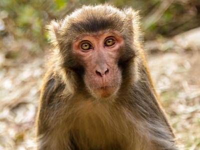 Rhesus macaque