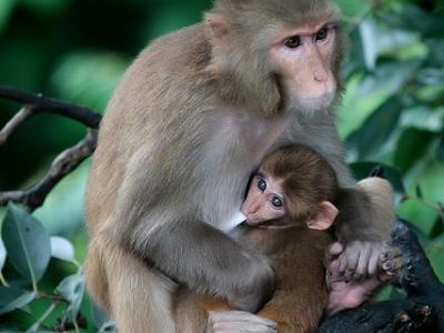 Rhesus monkeys