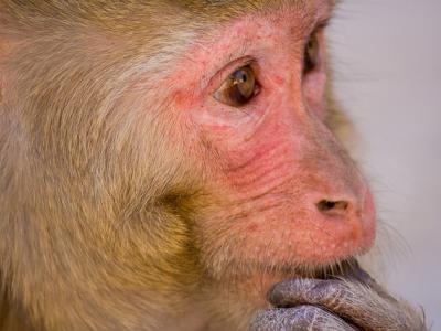 Rhesus monkey