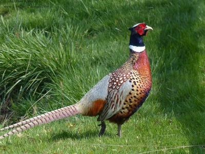 Ring-necked pheasant