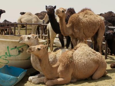 Riyadh camel market