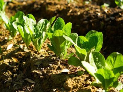Romaine lettuce in field