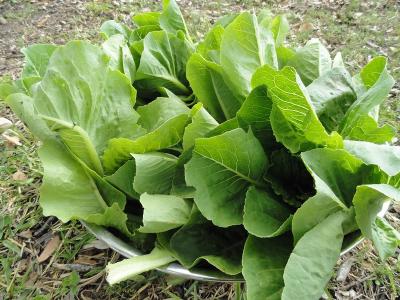 Romaine lettuce