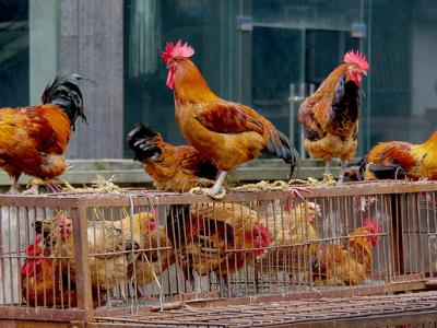 Roosters and chickens