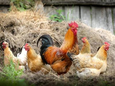 Roosters and chickens