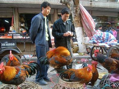 Roosters at market