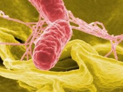 Salmonella