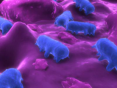 artist rendering of salmonella